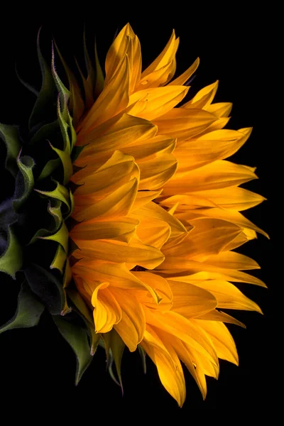 sunflower macro on black background