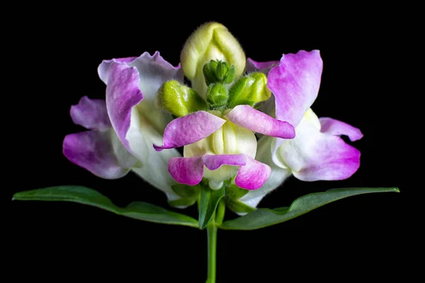 Purple Snapdragon Flower Macro Royalty Free Stock Images