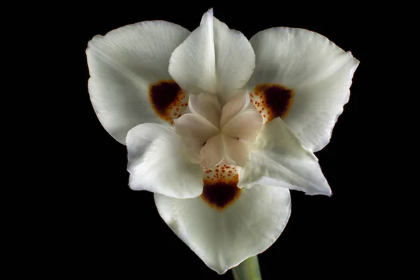 Weiße Iris Blume Makro lizenzfreie Stockfotos