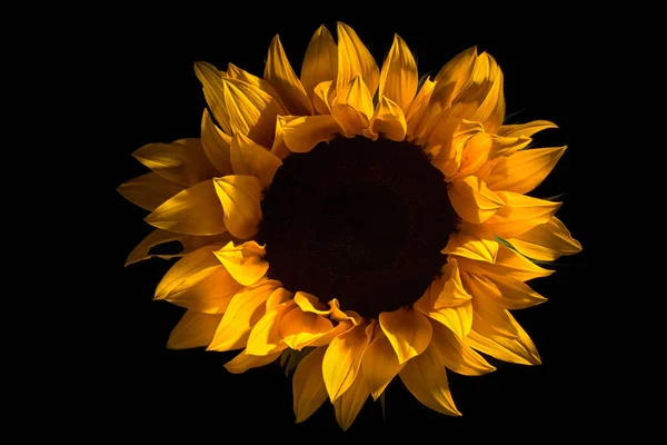 Sunflower Macro Black Background Royalty Free Stock Images