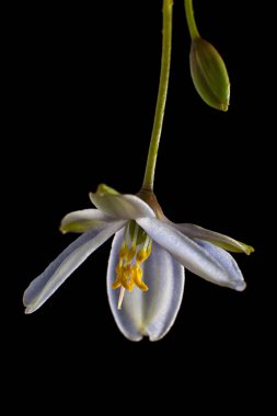 minyatür orkide makro Kolombiya