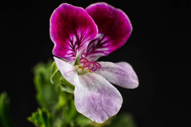 minyatür sardunya çiçeği closeup ayrıntıları 