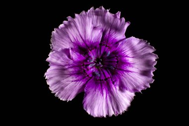 Çin pembe çiçek çeşitli makro Ayrıntılar 