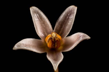 Tamarillo çiçek makro siyah arka plan üzerine 