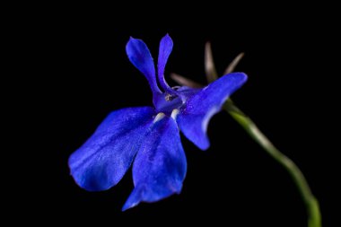 mavi lobelia çiçek makro