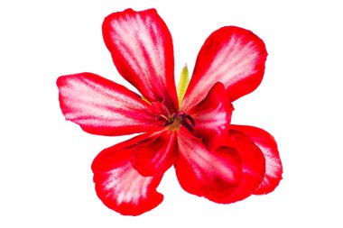 Sardunya çiçeği makro üzerinde beyaz izole 