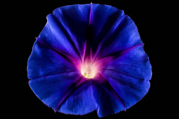 Blue Morning Glory Flower Closeup Dark Background — Stock Photo, Image