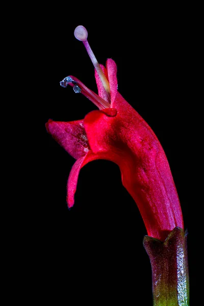 Röd Aeschynanthus Blomma Närbild Makro Detaljer — Stockfoto