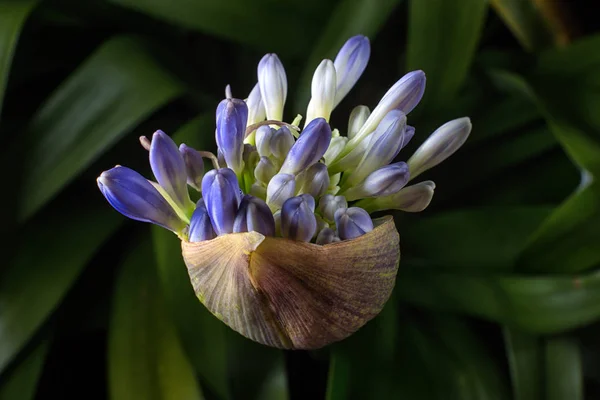 Giglio Del Fiore Del Nilo Primo Piano Sfondo Scuro — Foto Stock