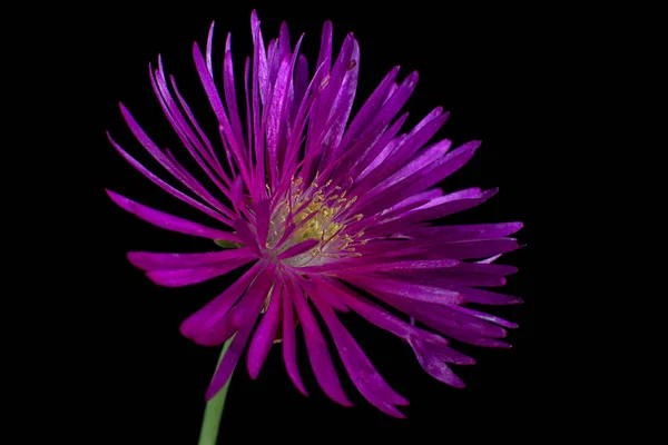 Delosperma Flor Closeup Fundo Escuro — Fotografia de Stock