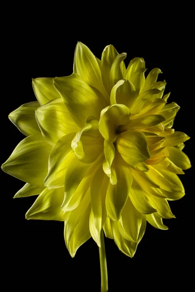 Yellow Dahlia Flower Macro — Stock Photo, Image