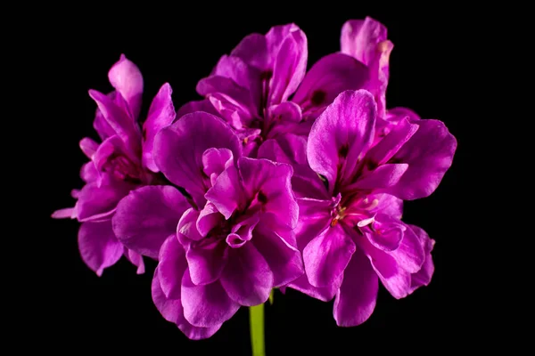 Dark Pink Geranium Variety Stock Picture