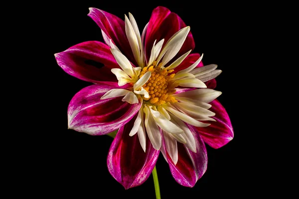 Červená Dahlia Květiny Makro Černém Pozadí Stock Fotografie
