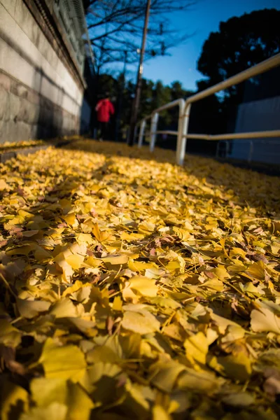 Hombre Corriendo Ciudad Con Hojas Caídas Otoño Primer Plano —  Fotos de Stock