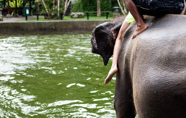 Menschen reiten auf einem Elefanten zurück durch trübes Wasser — Stockfoto