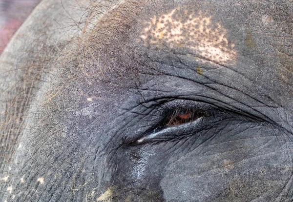 Nahaufnahme eines asiatischen Elefantenauges — Stockfoto