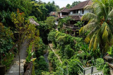 Tropikal ağaçlar ve ufuk çizgisi manzarası