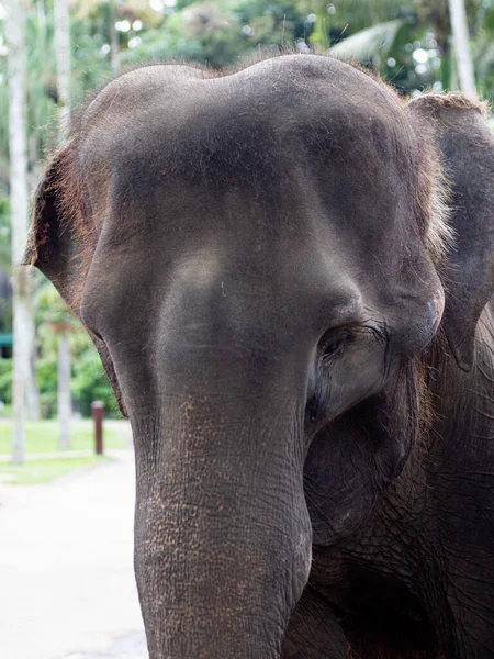 Nahaufnahme Porträts eines asiatischen Elefantenkopfes — Stockfoto