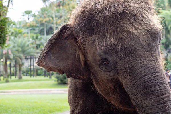 Nahaufnahme Porträts eines asiatischen Elefantenkopfes — Stockfoto