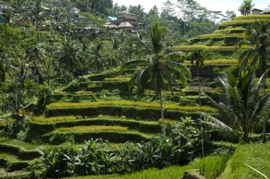 Güzel Tegalallang pirinç terasları Bali 'de Ubud yakınlarında.