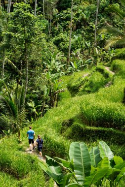 Tegallalang pirinç teraslarında yürüyüş yapan turistler