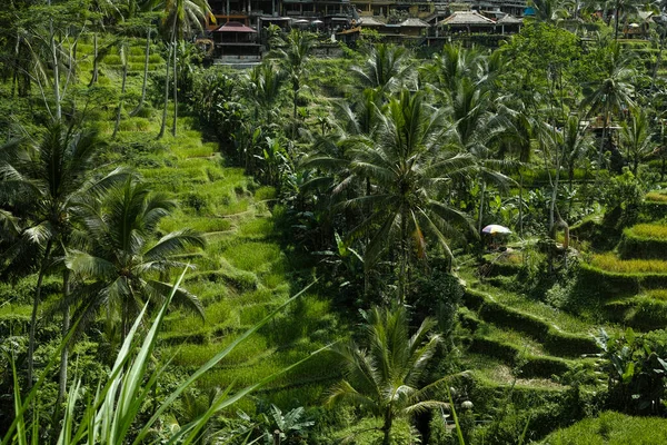 Le bellissime terrazze di riso Tegalallang vicino a Ubud a Bali — Foto Stock