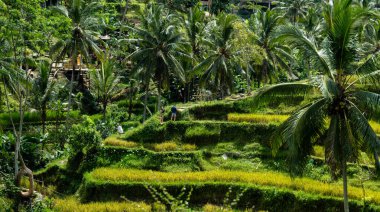 Bali 'de Tegallalang pirinç teraslarında yürüyüş yapan turistler