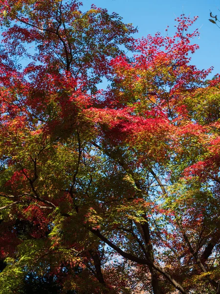 Bladeren in het proces van oranje aan het begin van de herfst. — Stockfoto