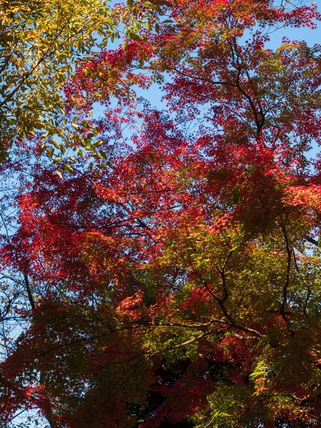 秋の初めにオレンジ色になる過程で葉. — ストック写真
