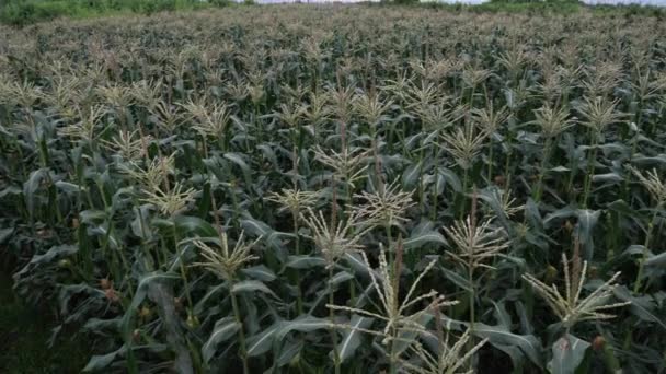 Kukuřičná pole na venkově několik měsíců před sklizní — Stock video