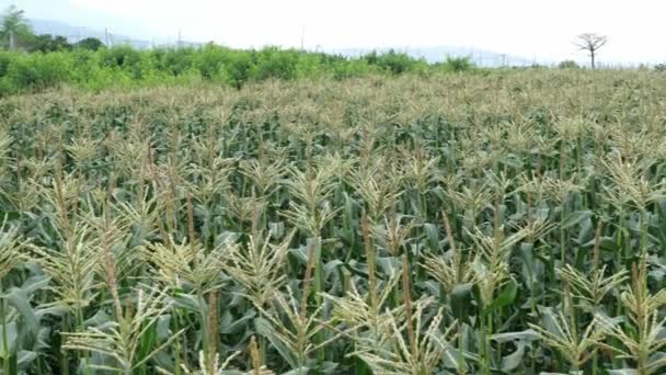 Campos de maíz en el campo unos meses antes de la cosecha — Vídeos de Stock