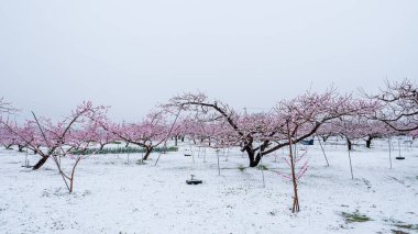 Japon ilkbaharında çiçek açan şeftali çiçekleri ani ve nadir bir kar fırtınasından sonra