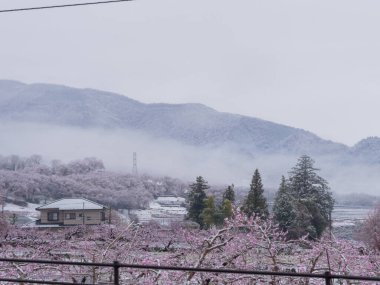 Japon ilkbaharında çiçek açan şeftali çiçekleri ani ve nadir bir kar fırtınasından sonra