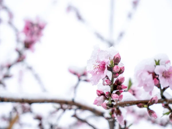 Pfirsichblüten im japanischen Frühling nach einem plötzlichen und seltenen Schneesturm — Stockfoto