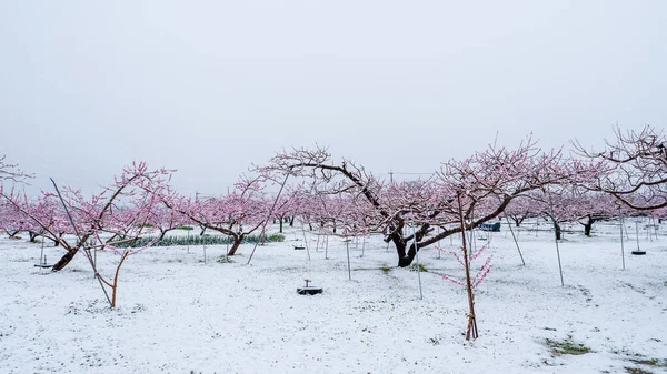 Peach flowers in bloom in the Japanese spring after a sudden and rare snowstorm — Stock Photo, Image
