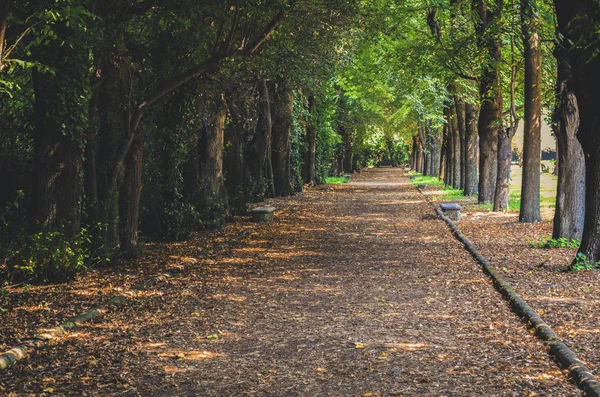 The road in the botanical garden park