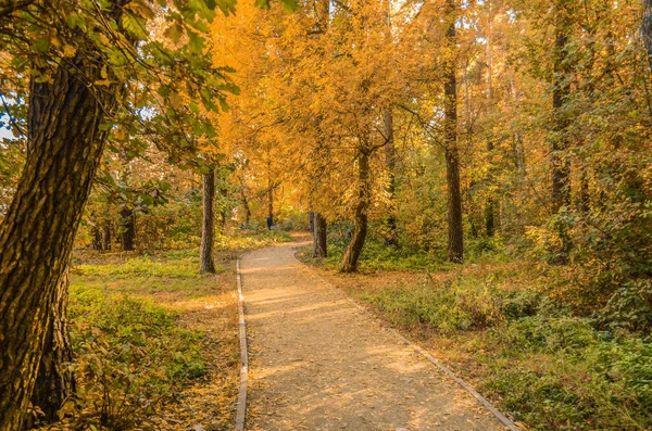 Путь Ведет Вглубь Осеннего Леса — стоковое фото