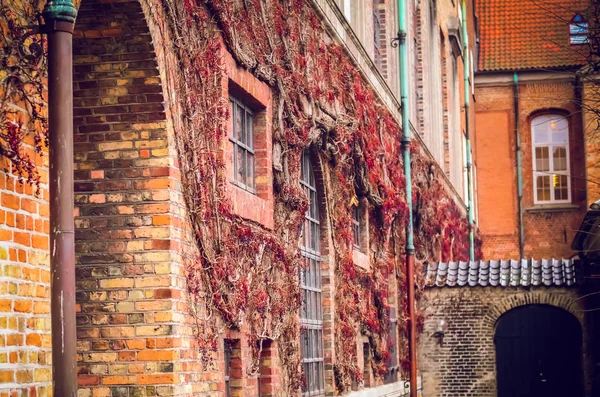 Uvas Silvestres Una Pared Ladrillo Invierno — Foto de Stock