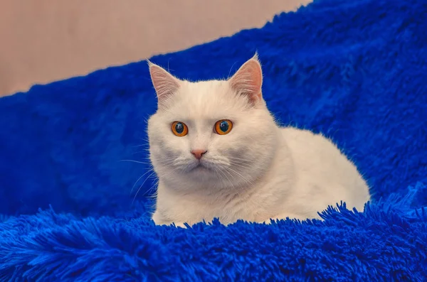Hermoso Gato Blanco Con Ojos Amarillos Está Sentado Una Colcha — Foto de Stock