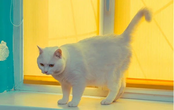 Gran Gato Blanco Ventana — Foto de Stock