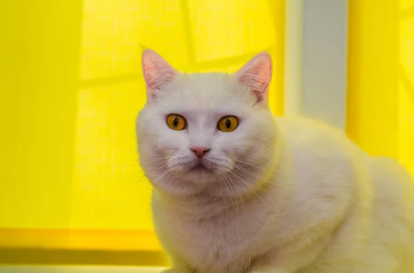 Grande Gato Branco Sentado Perto Janela Com Janela Amarela Cega — Fotografia de Stock