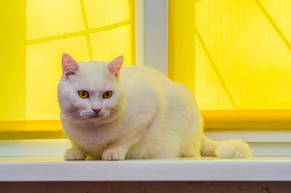 Hermoso Gato Blanco Sienta Alféizar Delante Una Cortina Amarilla — Foto de Stock