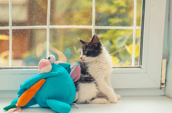 Puszysty Kot Jest Grał Jego Przyjaciel Zabawka — Zdjęcie stockowe