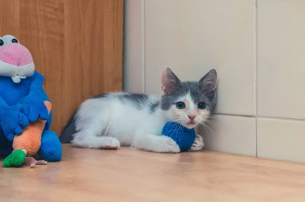 Funny Kitten Holds Ball Its Paws — Stock Photo, Image