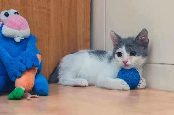 Funny Little Kitty Toy Blue Hare — Stock Photo, Image