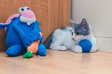 bir ball.j ile küçük beyaz ve gri kedi