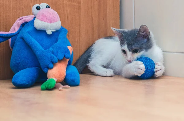 Kitten Played Ball Blue Rabbit — Stock Photo, Image