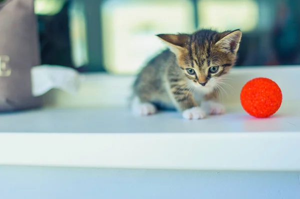 Kitten White Breast Sits Windowsill Red Ball — Stock Photo, Image