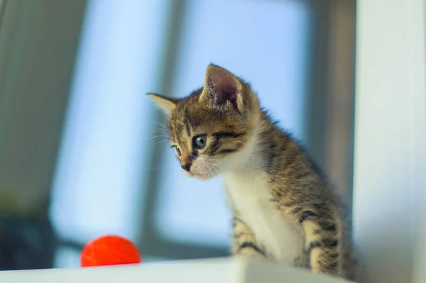 白い胸を持つ子猫は 赤いボールの近くの窓ガラスの上に座っている — ストック写真