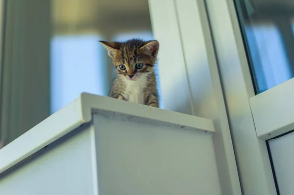 Gatito Con Pecho Blanco Sienta Alféizar Cerca Una Bola Roja — Foto de Stock